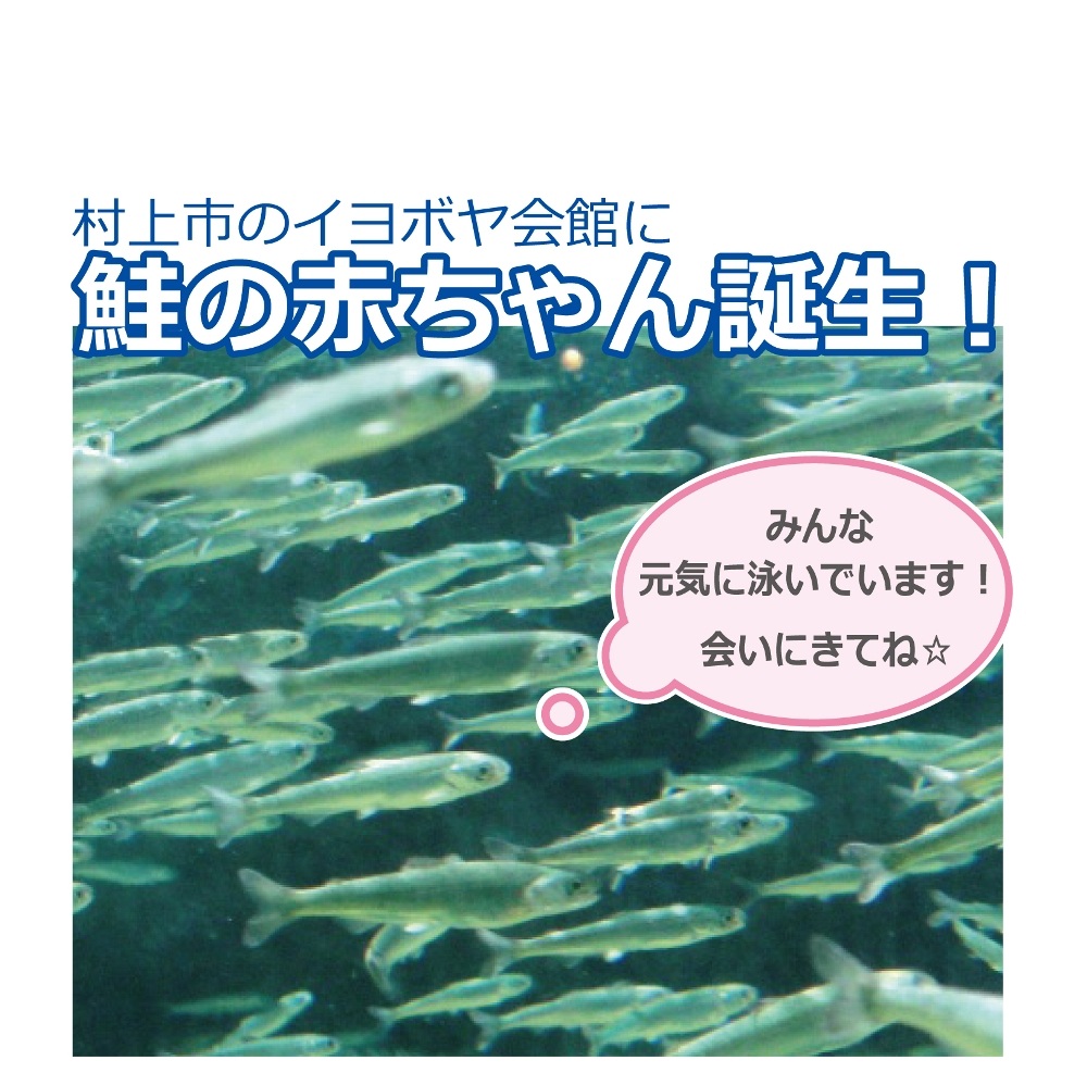 おすすめ情報 トキっ子くらぶ にいがた子育て応援団 グローカルマーケティング