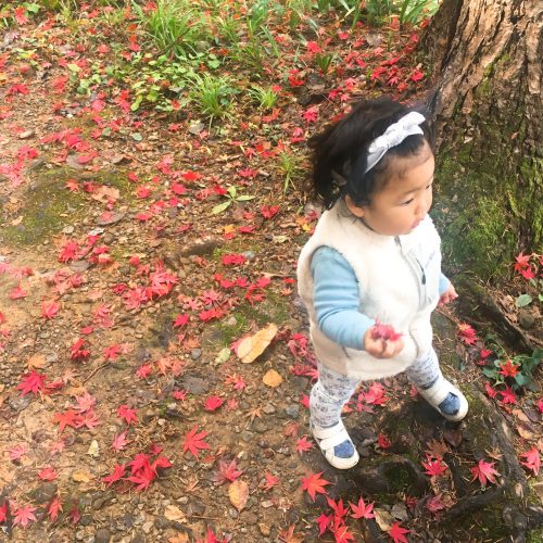 トキっ子秋のおすすめスポット加茂山公園