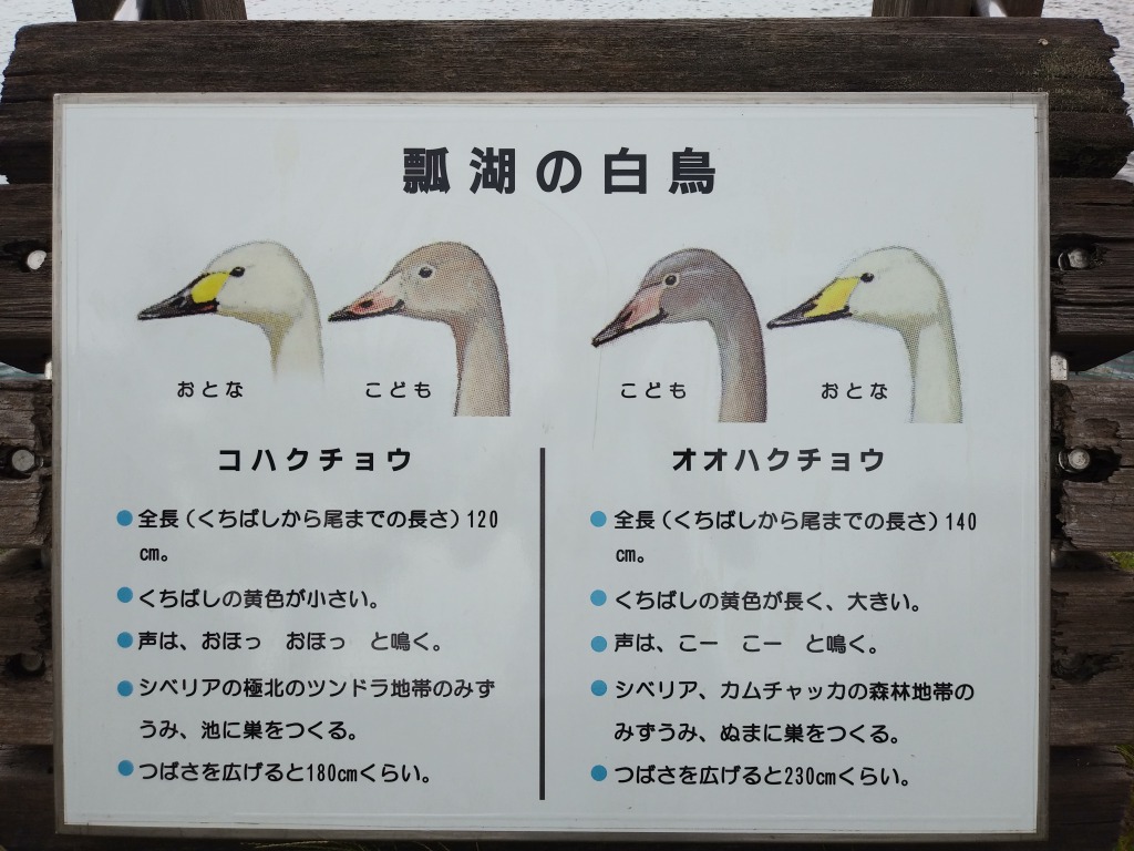 トキっ子スタッフ調査隊 瓢湖水きん公園 白鳥公園 阿賀野市 に行ってきました トキっ子くらぶ にいがた子育て応援団 グローカルマーケティング