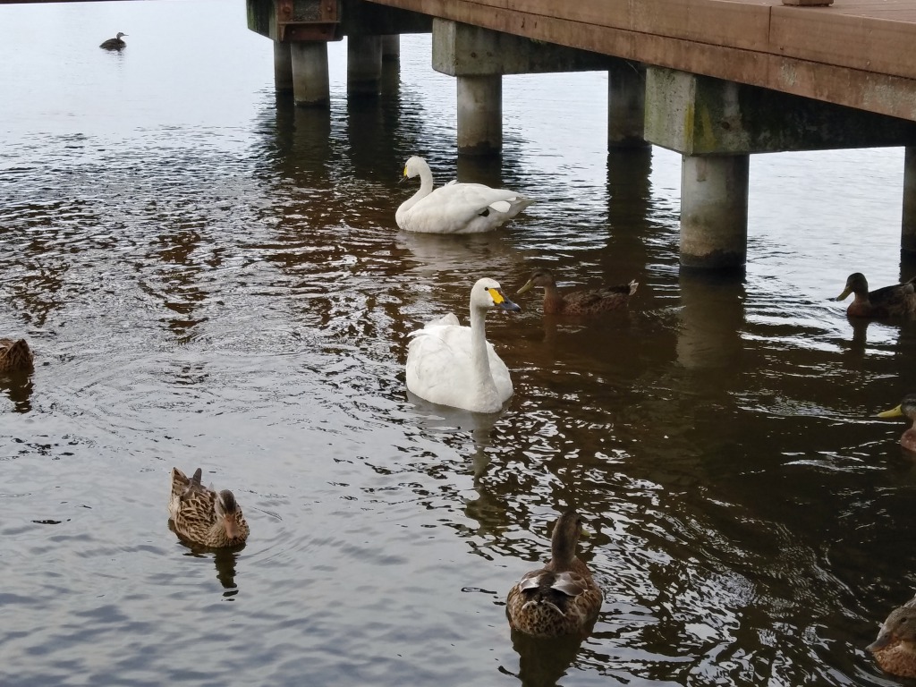 トキっ子スタッフ調査隊 瓢湖水きん公園 白鳥公園 阿賀野市 に行ってきました トキっ子くらぶ にいがた子育て応援団 グローカルマーケティング