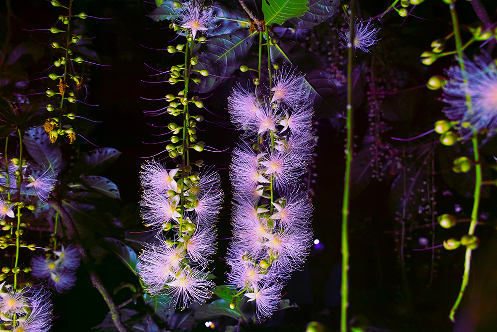 新潟県立植物園
