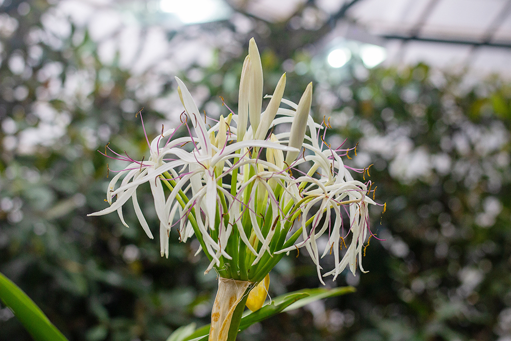 新潟県立植物園