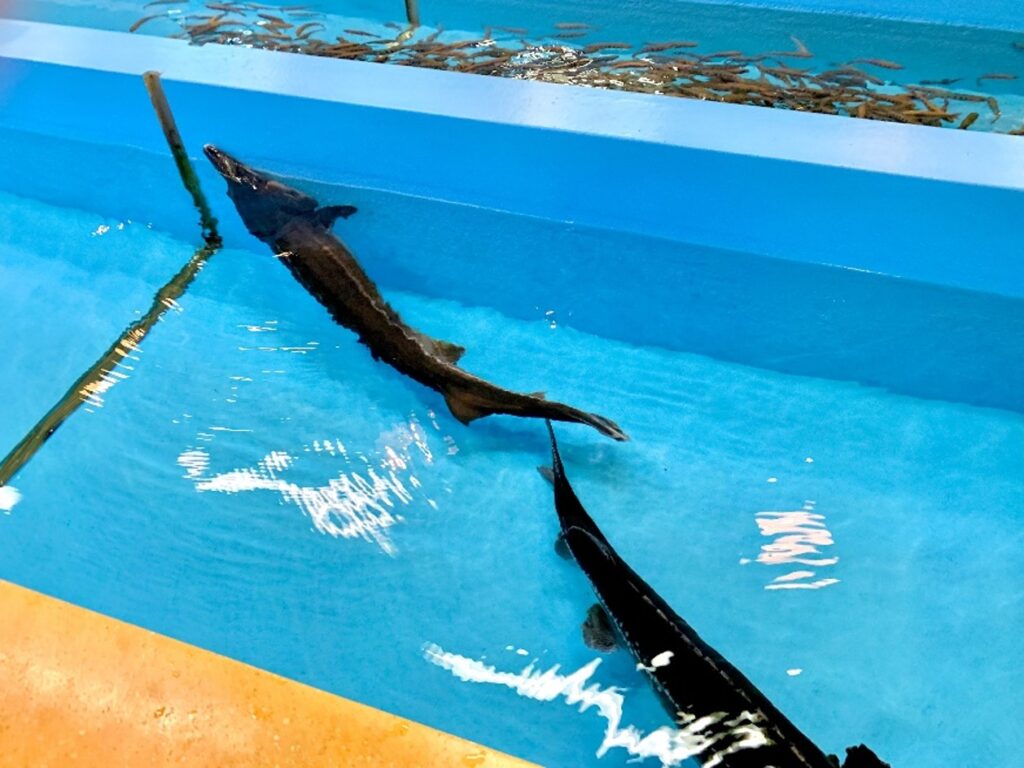 チョウザメにタッチ